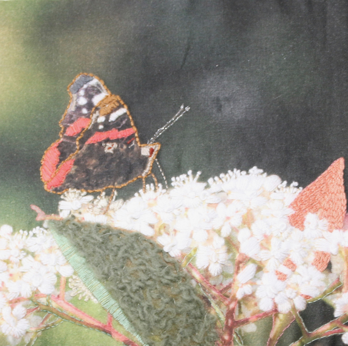 Red admiral butterfly